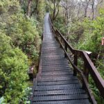 Wooden Nature Trail Amid Green Forest Trees for Christian Outreach and Spiritual Reflection.